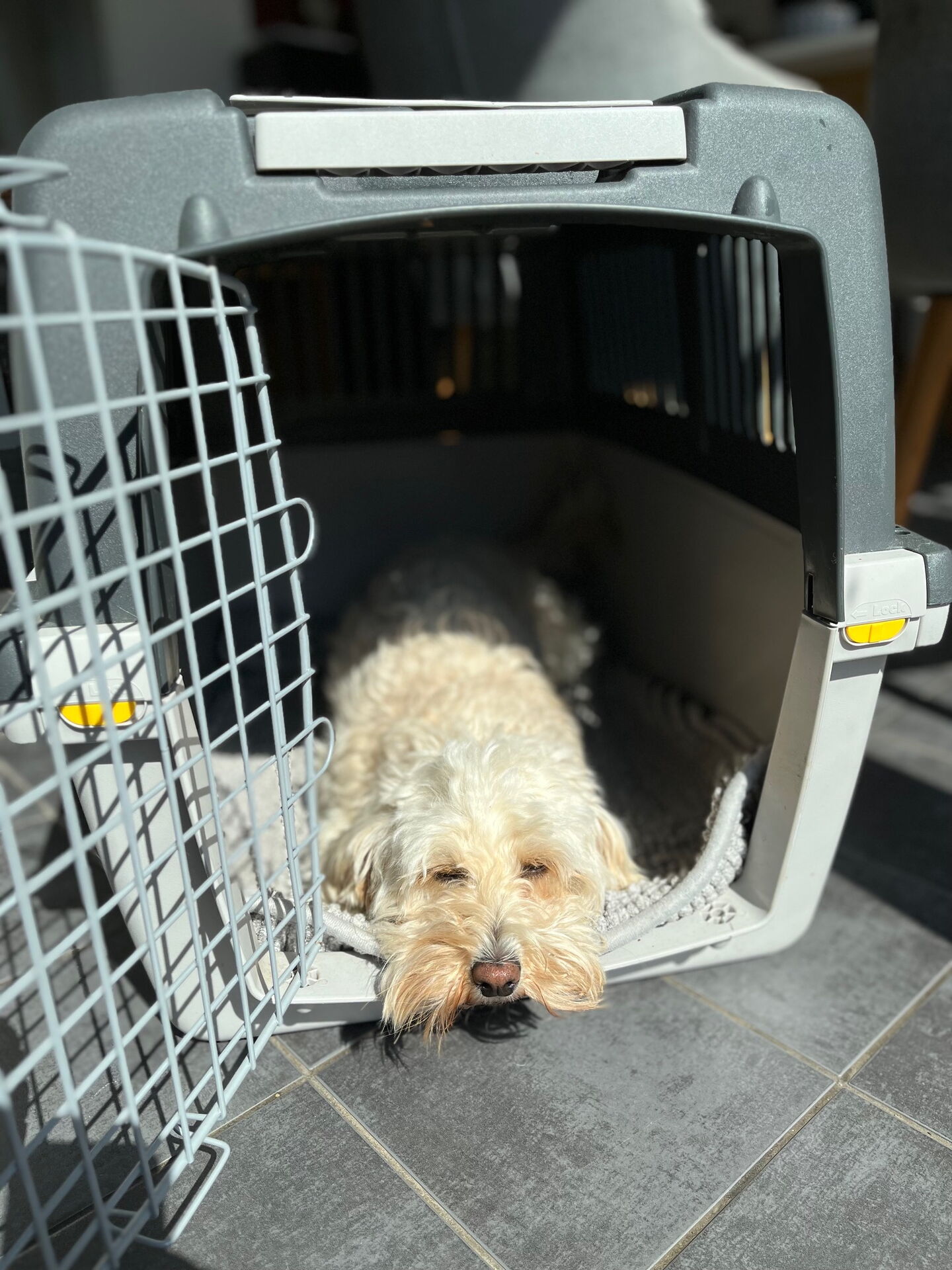 Schulhund Miss Marple liegt im offenen Käfig und sonnt sich