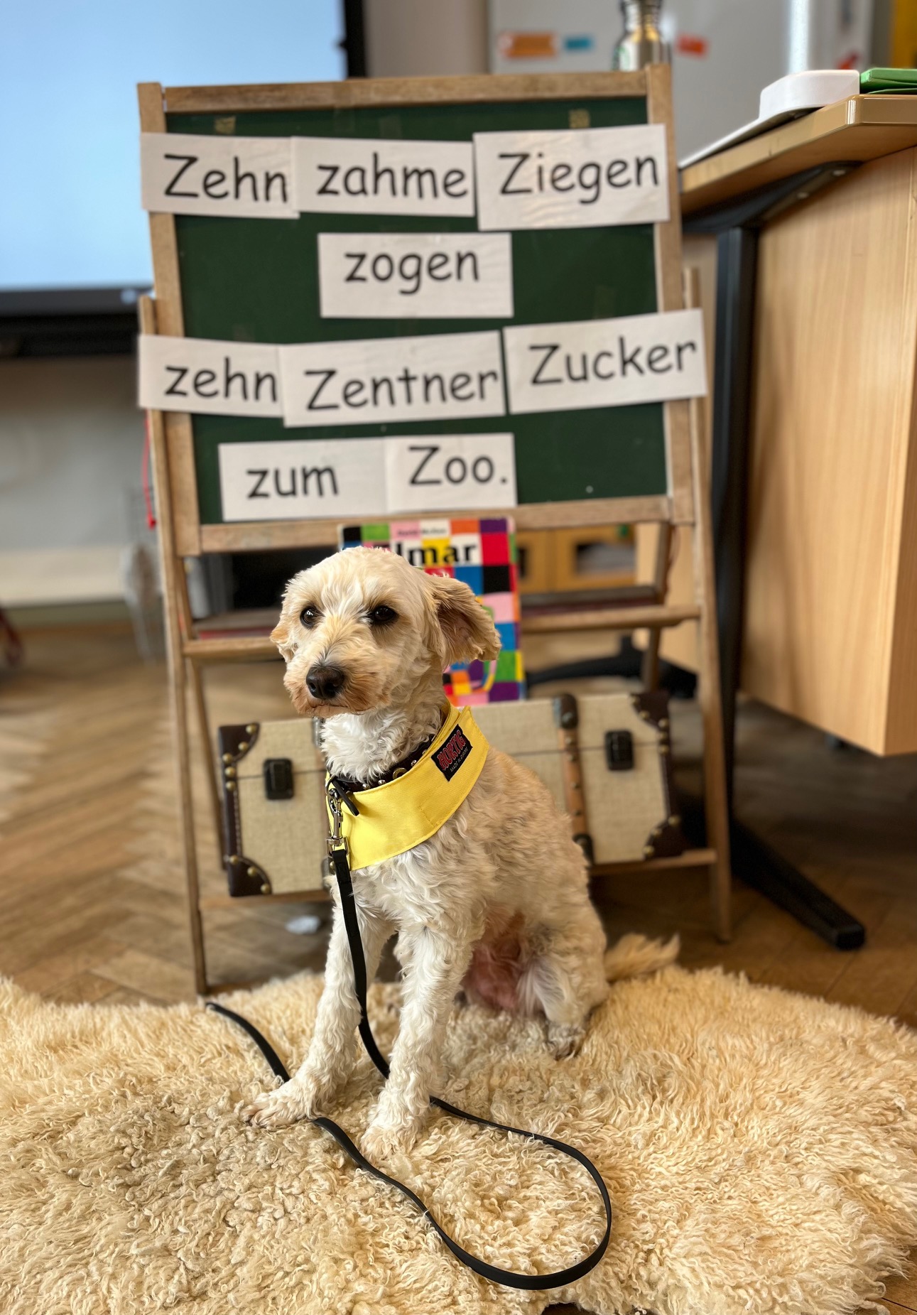 Schulhund Miss Marple sitzt im Klassenzimmer auf ihrer Hundedecke